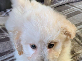 8 week old pups
