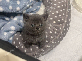9 weeks old British short hair