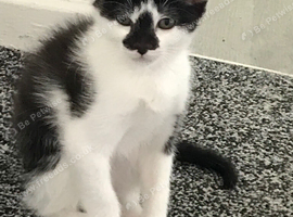 13 week old female kitten