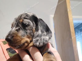 2 miniature dachshund boys