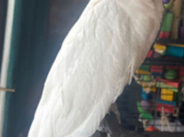 Male bare eye cockatoo