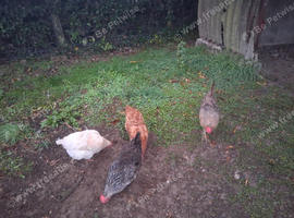 Hens looking for a home