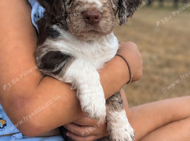Working Cocker Spaniels
