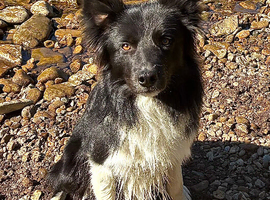 Border Collie 1 and a half