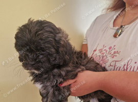 Very playful boy shihpoo puppy