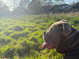 Olde tyme bulldog for stud
