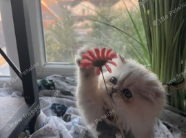 Persian boy Beautiful silver tip chinchilla