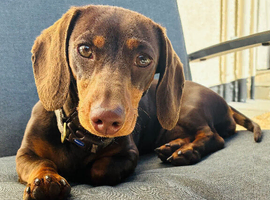 Gorgeous choc & tan daxie girl