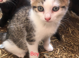 Kittens