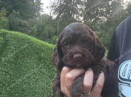 2 Sprocker spaniel Puppies