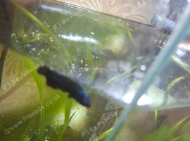 Betta fish