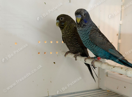 BFBW breeder pair for sale