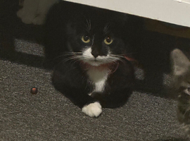 Kittens for sale