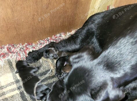 7 chunky patterdal pups