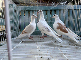 Racing pigeons