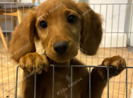Cockerjack puppies for sale!! 1 girl left!!!!