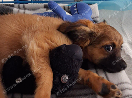 Male Chihuahua puppy for sale