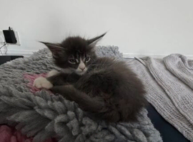 BEAUTIFUL MAINE COON KITTENS