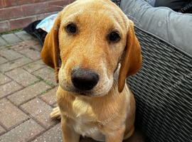 Adorable 4-Month-Old Golden Retriever x Labrador Puppy Seeking Forever Home