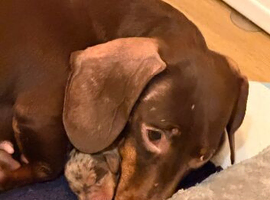 Miniature dachshund