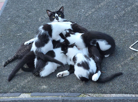5 beautiful kittens