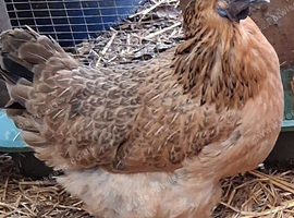 Gold top silkies