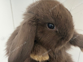 Lovely soft fluffy friendly mini lops