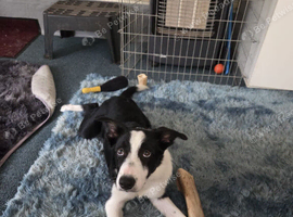 5 month old collie pup