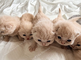 ️BRITISH SHORTHAIR KITTENS FOR SALE️