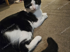 Male cow cat