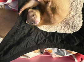 Looking for Angora ferret