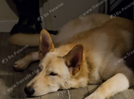 cream/white male German Shepard