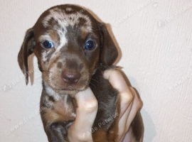 Miniature Dachshund Chester