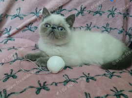 Excellent pedigrees GCCF PERSIAN EXOTICS