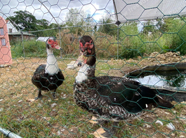 Muscovy ducks