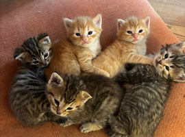 Beautiful tabby kittens