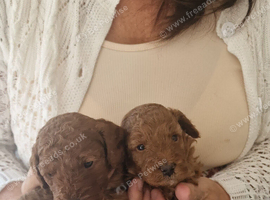 F1b  red cockapoo puppies