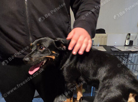 2 year old male Rottie X