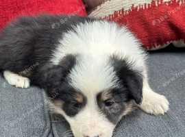 Quality Border Collie Pups