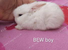 Baby mini lops