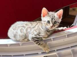 BENGAL  KITTENS, TICA REGISTERED