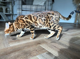 Bengal Male *STUD DUTY*
