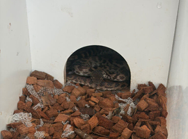 Male & Female Spotted pythons