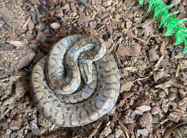 Rainbow Boa