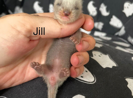 Litter of kits