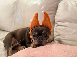 Beautiful French bulldog looking for forever home