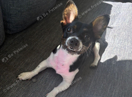 STUD WANTED JACK RUSSELL OR CHIUAHUA