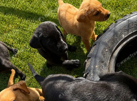 Wonderful red and black Labrador puppies from working lines