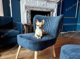 Chihuahua Stud