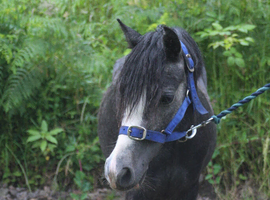 4yr 11.2hh old sec a mare